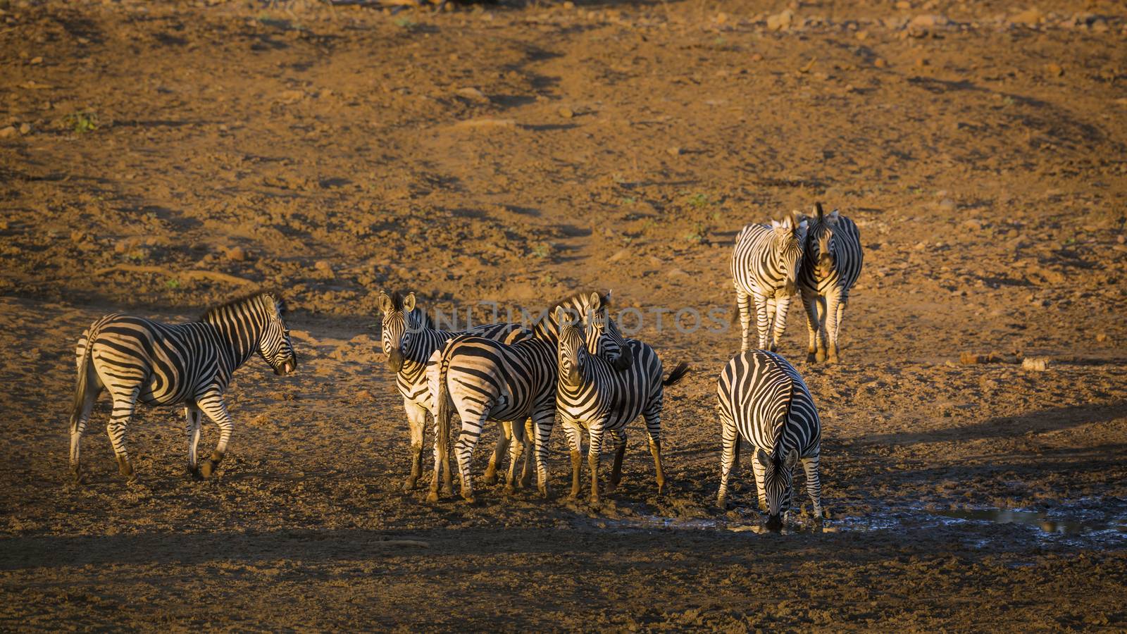 Small group of Plains zebra at waterhole at dawn in Kruger National park, South Africa ; Specie Equus quagga burchellii family of Equidae