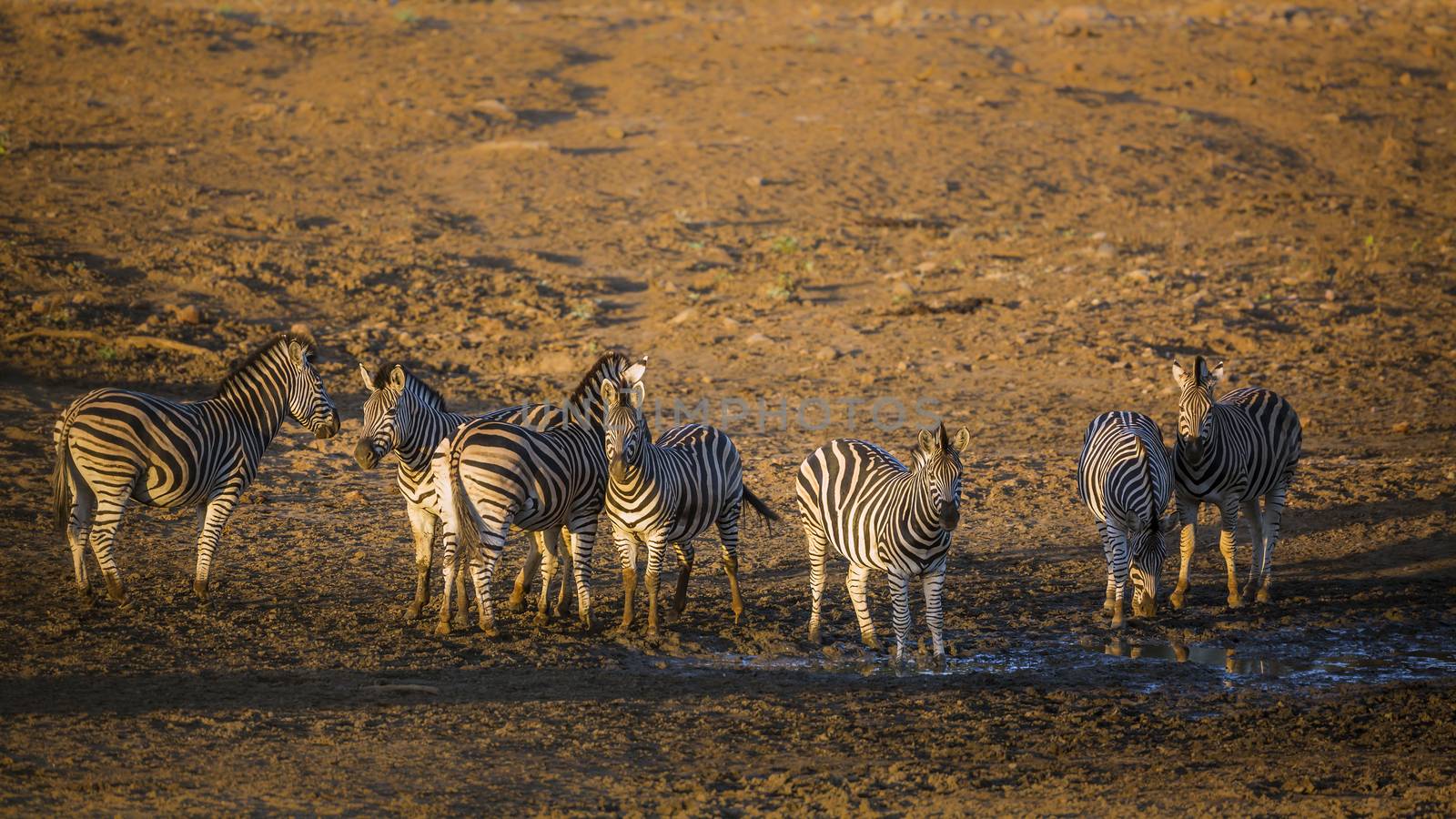 Small group of Plains zebra at waterhole at dawn in Kruger National park, South Africa ; Specie Equus quagga burchellii family of Equidae