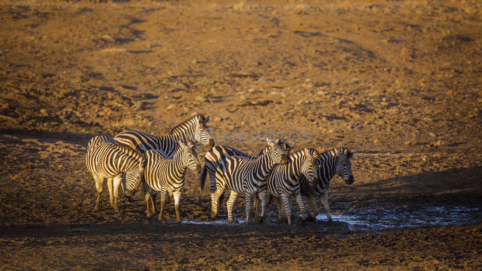 Small group of Plains zebra at waterhole at dawn in Kruger National park, South Africa ; Specie Equus quagga burchellii family of Equidae