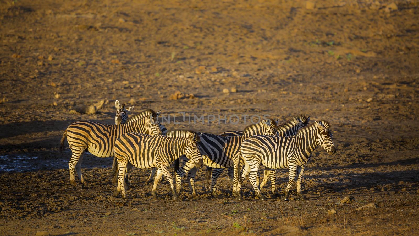 Small group of Plains zebra at waterhole at dawn in Kruger National park, South Africa ; Specie Equus quagga burchellii family of Equidae