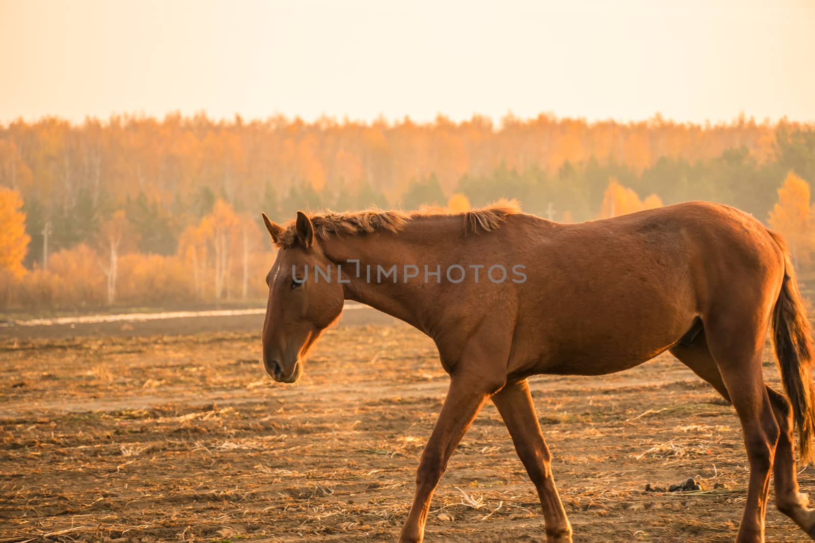 The stallion ranch is in the background of the sunset. A horse walks through a plowed field in the morning at dawn