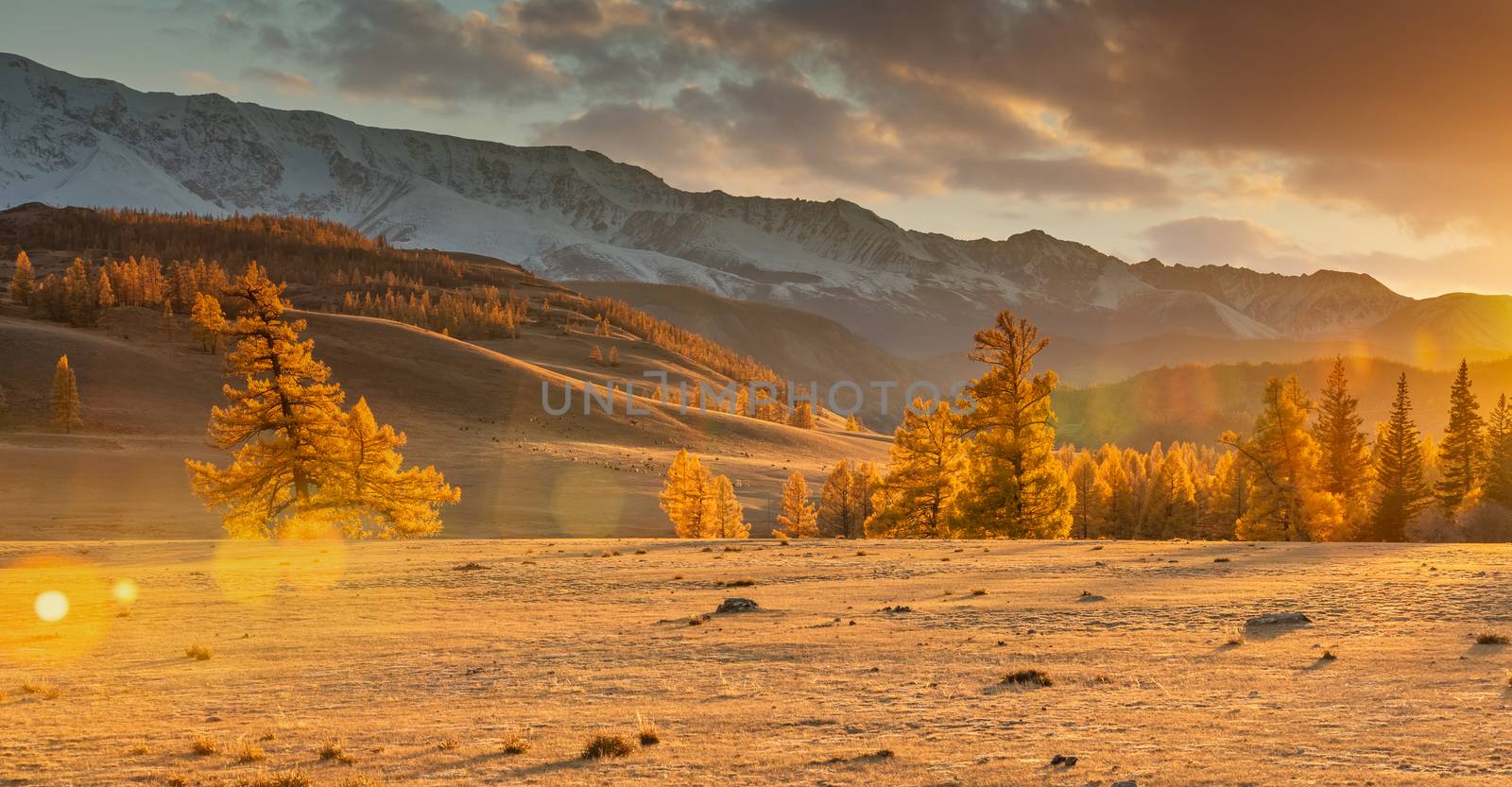 Beautiful panorama of a valley full of golden trees in the foreground and white snowy mountains in the background. Fall time. Cloudy sunset sky. Lense flares. Altai mountains, Russia. Golden hour by DamantisZ