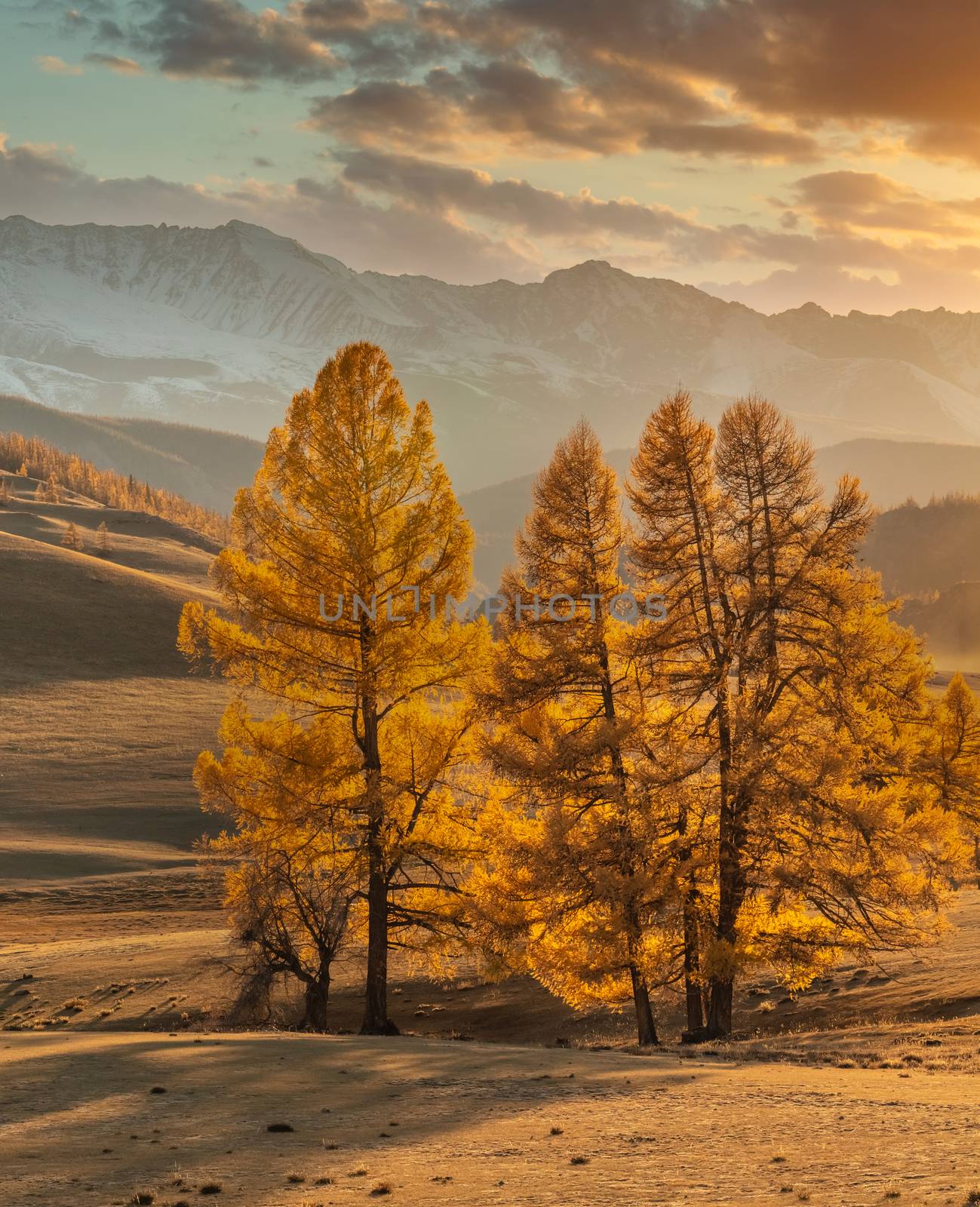 Beautiful portrait size shot of golden trees in the foreground, white snowy mountains and cloudy orange sky in the background. Fall time. Sunset. Altai mountains, Russia. Golden hour by DamantisZ