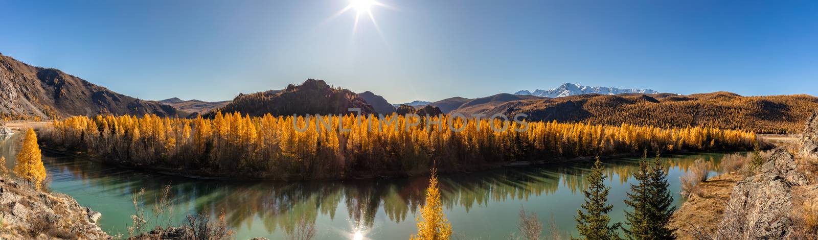 Scenic panoramic view of a river. Snowy mountain peaks, hills, and beautiful blue sky as a background. Golden trees and the sun casting their reflection in the river. Altai mountains, Siberia, Russia by DamantisZ