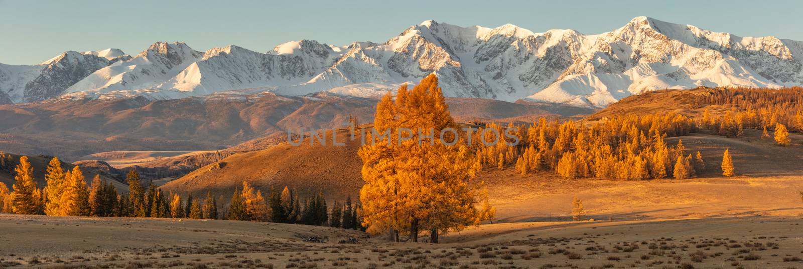 Beautiful panorama of a valley full of golden trees and white snowy mountains in the background and a lone tree in the foreground. Fall time. Sunrise. Altai mountains, Russia. Golden hour by DamantisZ