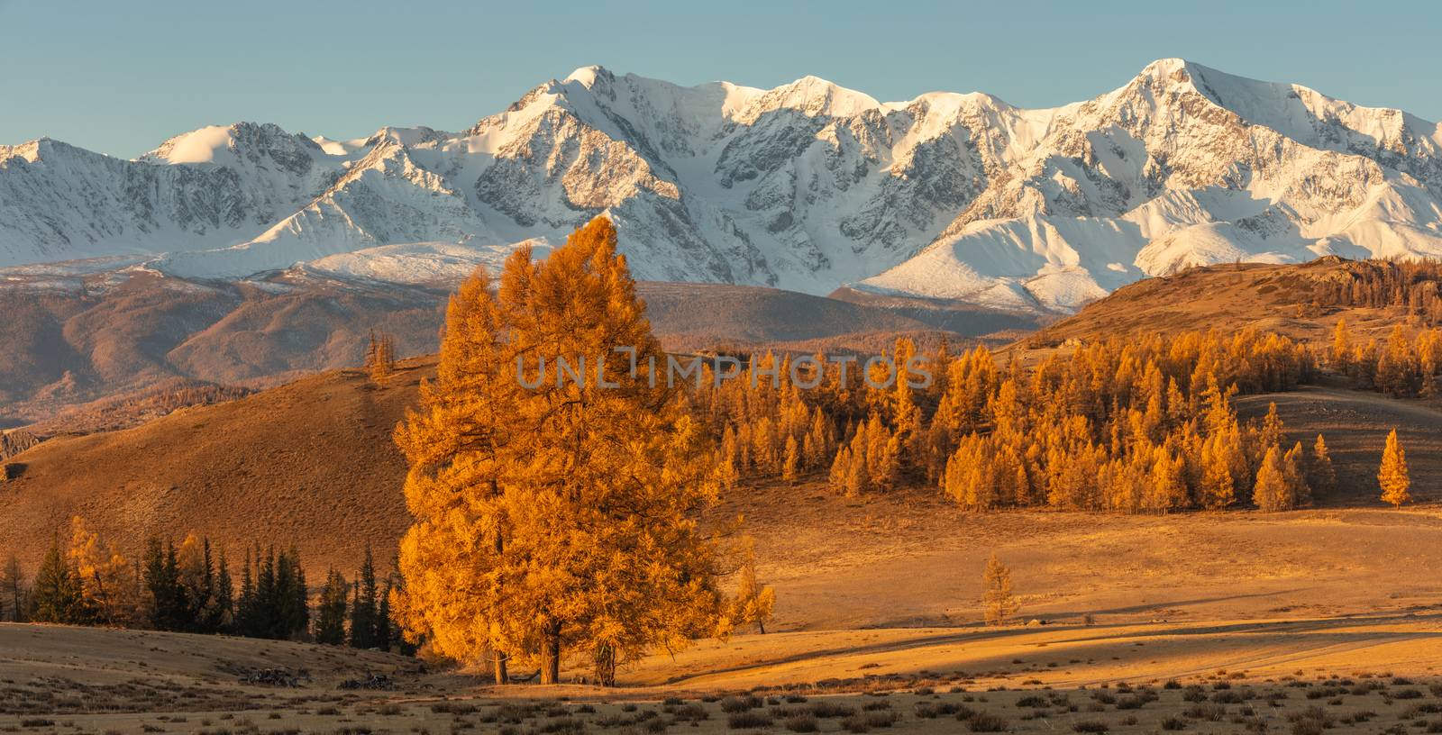Beautiful panorama of a valley full of golden trees and white snowy mountains in the background and a lone tree in the foreground. Fall time. Sunrise. Altai mountains, Russia. Golden hour by DamantisZ