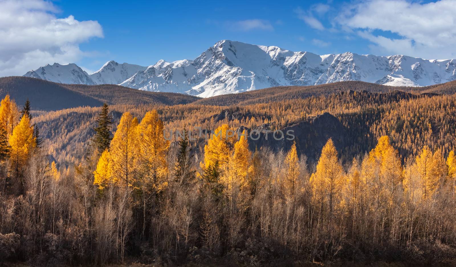 Scenic panoramic low angle view of snowy mountain peaks of North Chuyskiy ridge. Beautiful blue cloudy sky as a background. Golden trees in the foreground. Fall time. Altai mountains, Siberia, Russia.