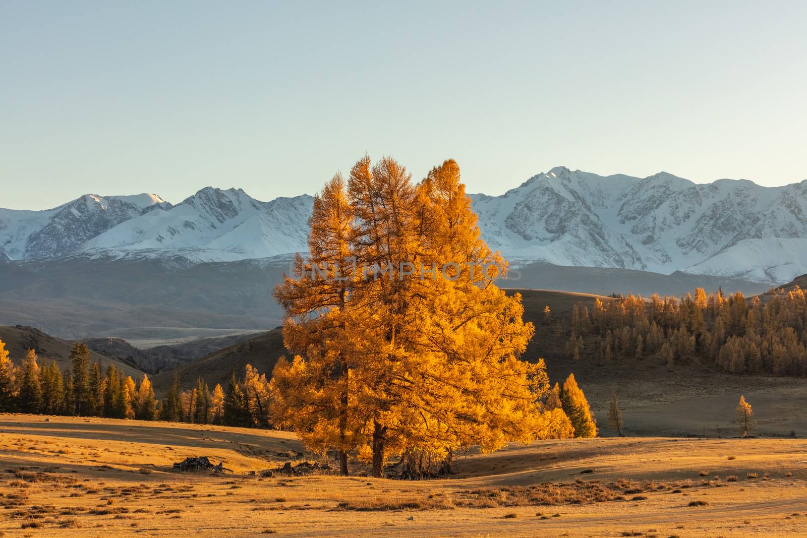 Beautiful shot of a valley full of golden trees and white snowy mountains in the background and a lone tree in the foreground. Fall time. Sunset. Altai mountains, Russia. Golden hour.
