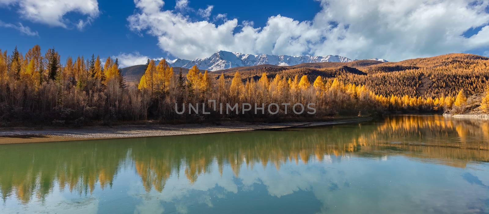 Scenic panoramic view of snowy mountain peaks of North Chuyskiy ridge. Beautiful blue sky as a background. Golden trees and sky casting their reflection in the river. Altai mountains, Siberia, Russia by DamantisZ