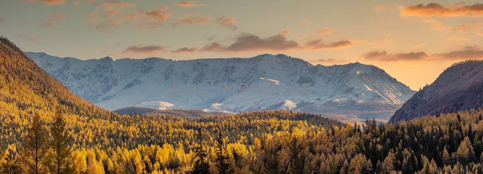 Scenic panoramic aerial view of snowy mountain peaks of North Chuyskiy ridge. Golden trees in the foreground. Beautiful cloudy sunset sky as a backdrop. Golden hour. Altai mountains, Siberia, Russia.