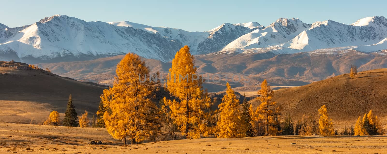 Beautiful panorama of a valley full of golden trees in the foreground and white snowy mountains in the background. Sunrise. Fall time. Altai mountains, Russia. Golden hour by DamantisZ