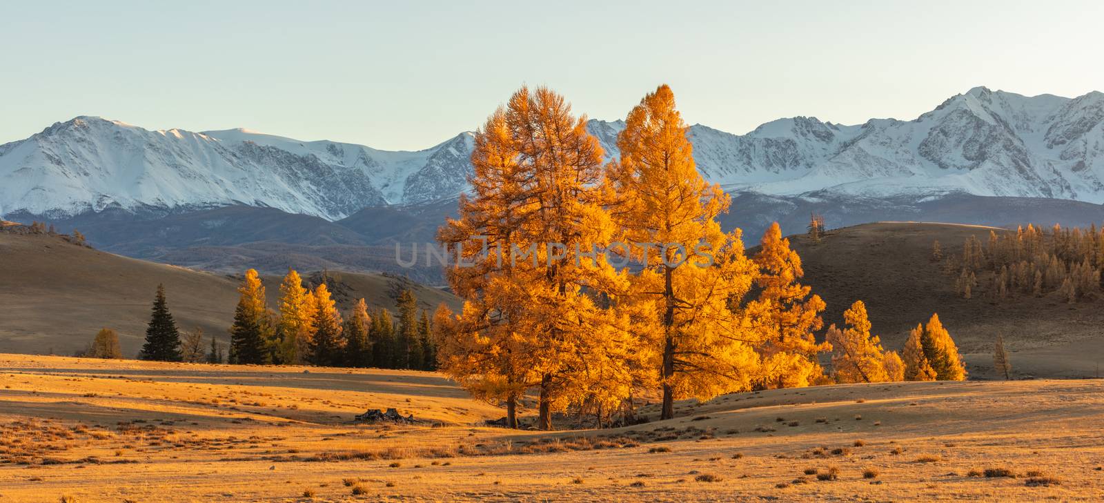 Beautiful panorama of a valley full of golden trees in the foreground and white snowy mountains in the background. Sunset. Fall time. Altai mountains, Russia. Golden hour by DamantisZ