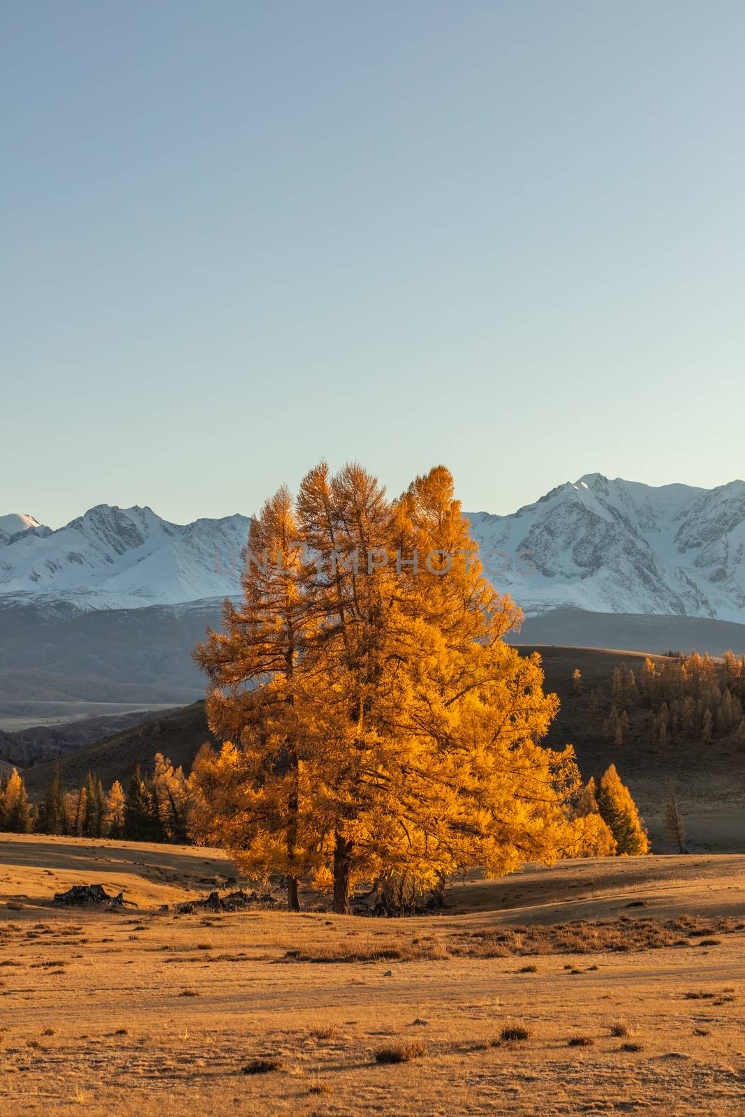 Beautiful portrait size shot of a golden tree in the foreground and white snowy mountains in the background. Fall time. Sunset. Altai mountains, Russia. Golden hour.