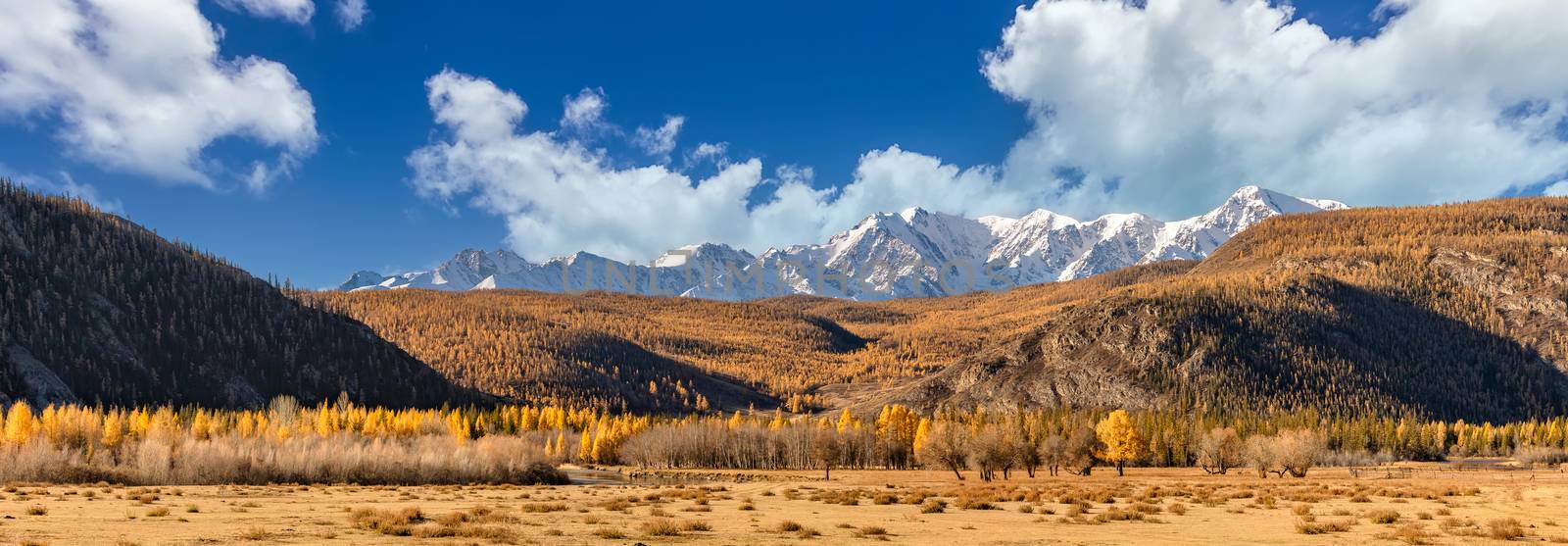 Scenic panoramic low angle view of a valley full of golden trees. Snowy mountain peaks of North Chuyskiy ridge in the background. Beautiful blue sky as a backdrop.. Altai mountains, Siberia, Russia