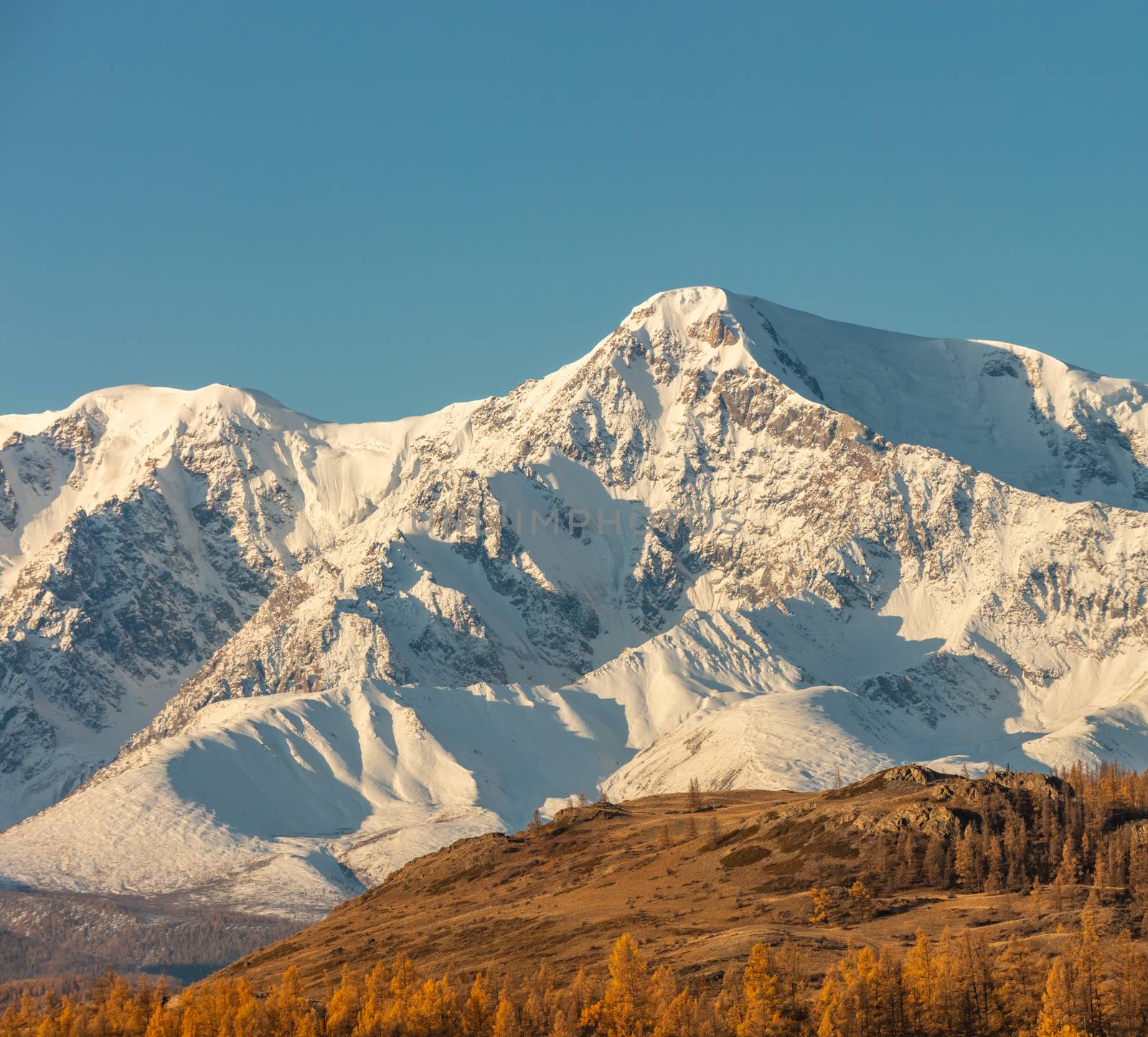 Beautiful shot of a white snowy mountain and hills with trees in the foreground. Blue sky as a background. Fall time. Sunrise. Golden hour. Altai mountains, Russia by DamantisZ