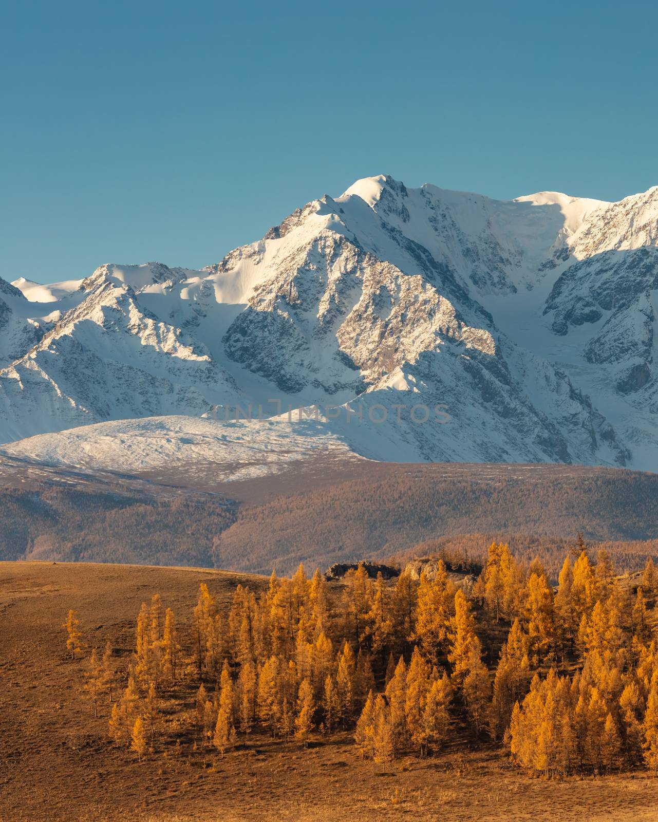 Beautiful portrait size shot of a white snowy mountain and hills with trees in the foreground. Blue sky as a background. Fall time. Sunrise. Golden hour. Altai mountains, Russia.