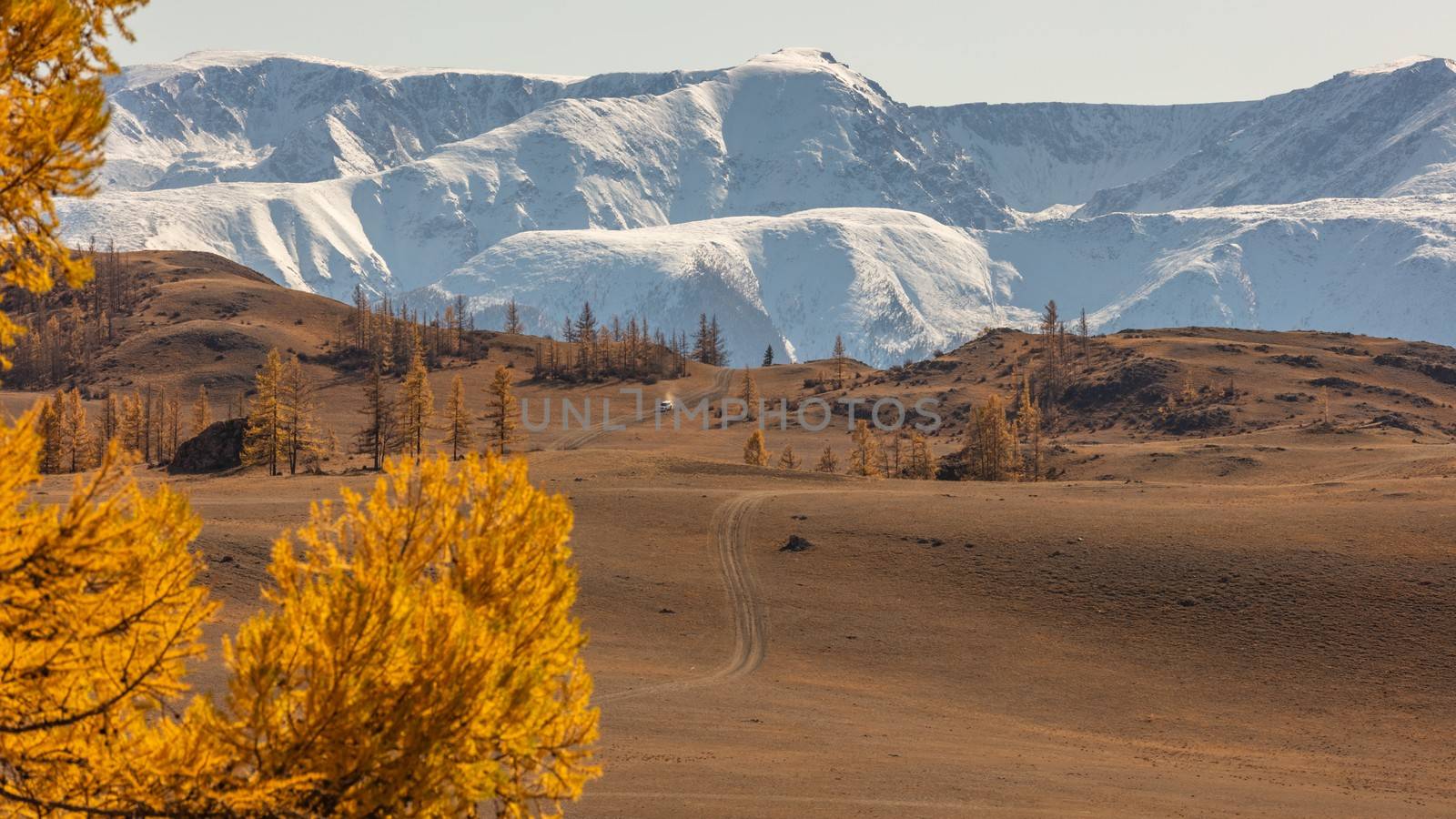 Scenic high angle view of a valley with an off-road vehicle moving in it. White snowy mountain ridge as a background. Golden tree in the foreground out of focus. Altai mountains, Siberia, Russia by DamantisZ