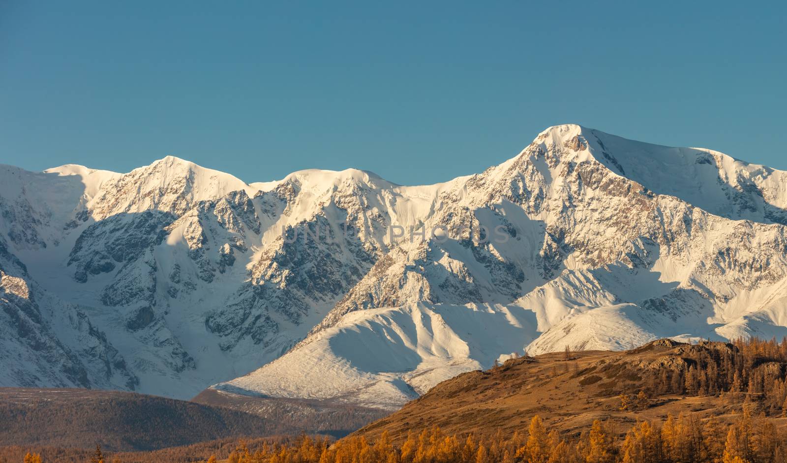 Beautiful panoramic shot of a white snowy mountain ridge and hills with trees in the foreground. Blue sky as a background. Fall time. Sunrise. Golden hour. Altai mountains, Russia by DamantisZ