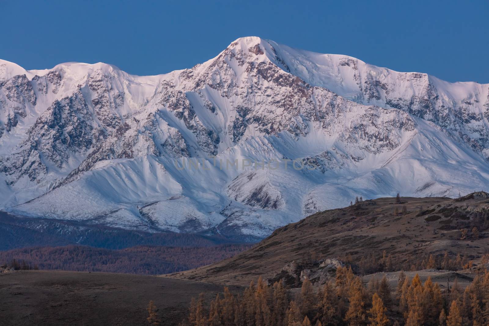 Beautiful shot of a white snowy mountain and hills with trees in the foreground. Fall time. Sunrise. Blue hour. Altai mountains, Russia.