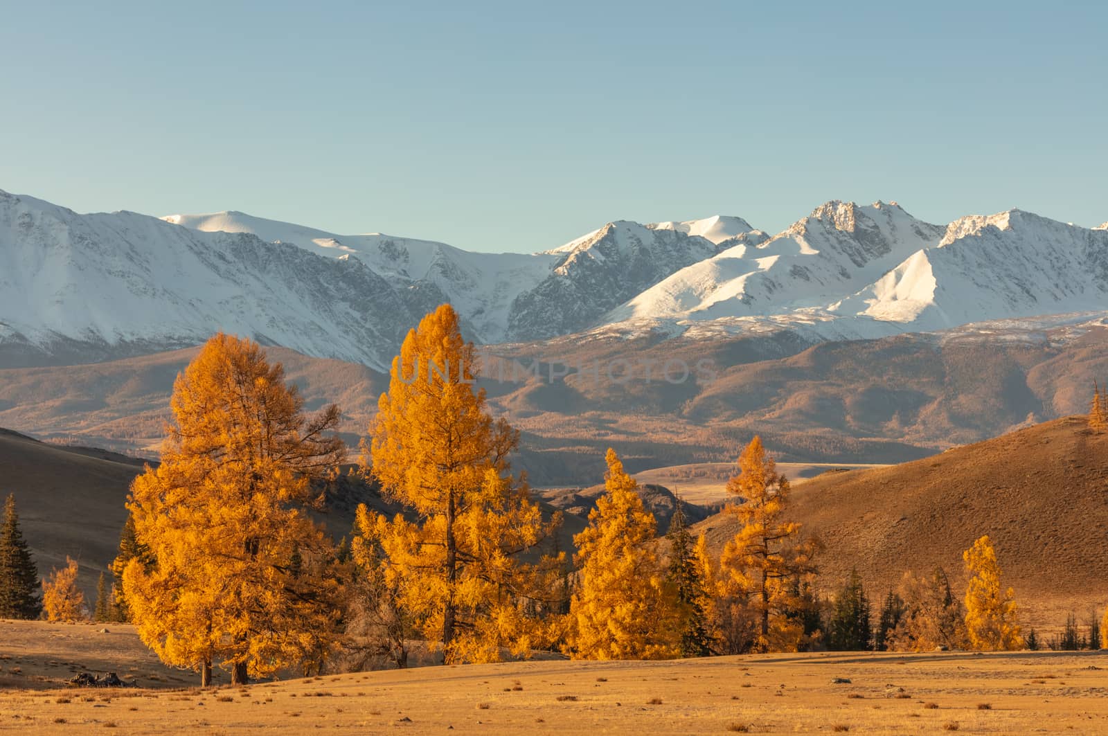 Beautiful shot of a valley full of golden trees in the foreground and white snowy mountains in the background. Sunrise. Fall time. Altai mountains, Russia. Golden hour by DamantisZ