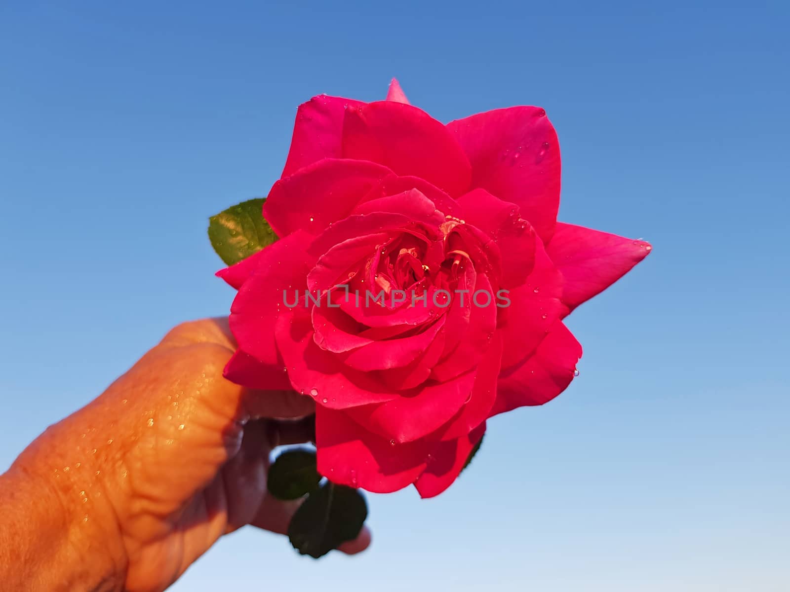 Blossoming red rose against a blue sky