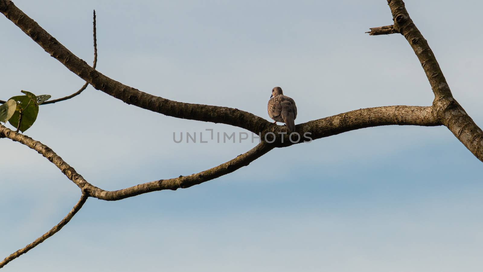 A spotted dove perched in a branch evening set for the night sleep.