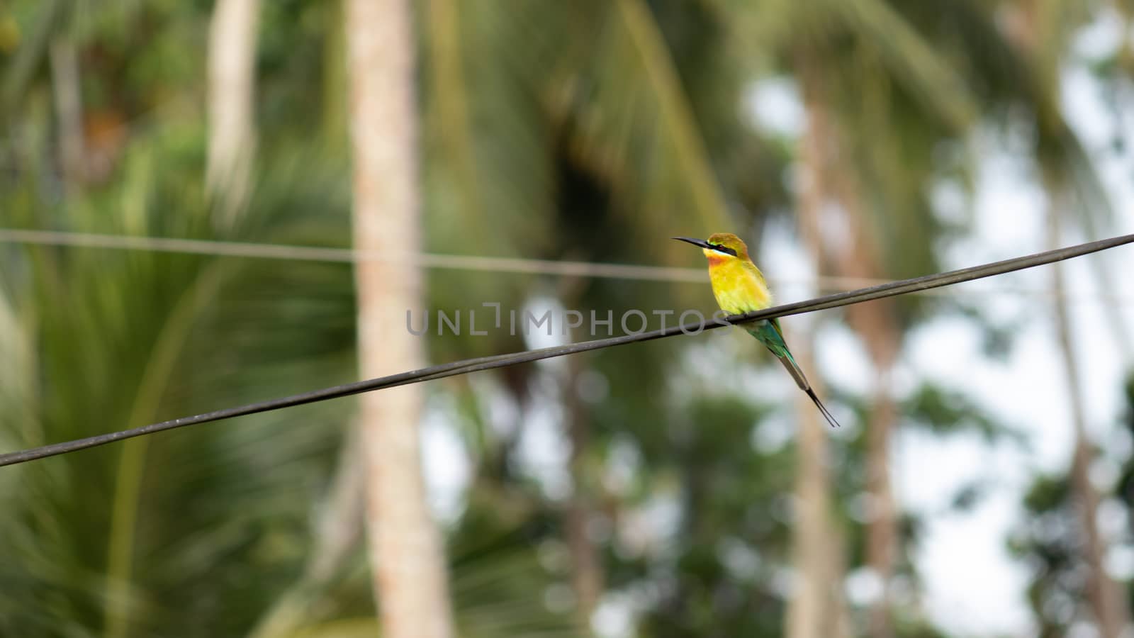 Blue-tailed bee-eater bird perched in a telephone cable by nilanka