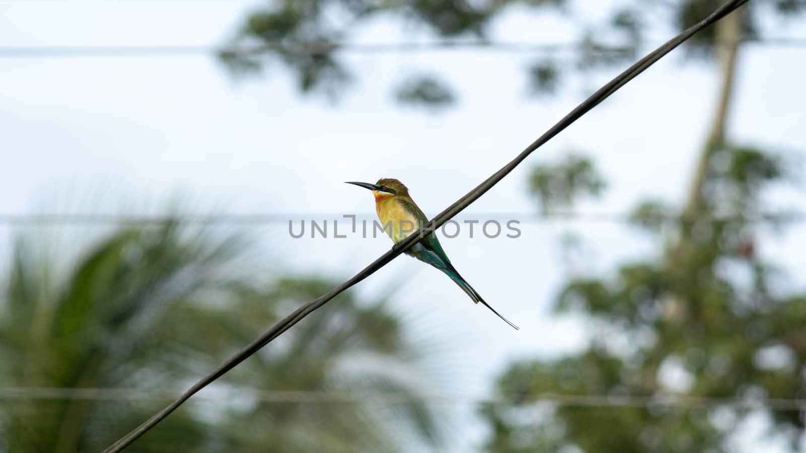 Blue-tailed bee-eater bird perched in a telephone cable by nilanka