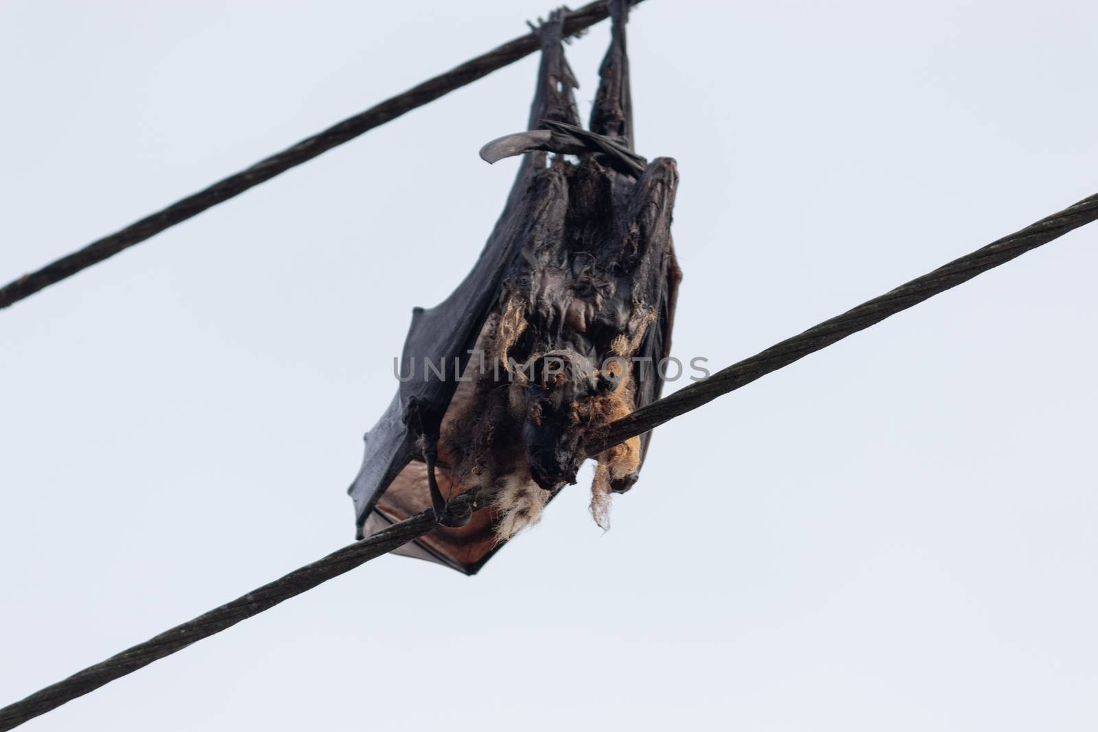 Bat electrocuted dead hanging in electric wires