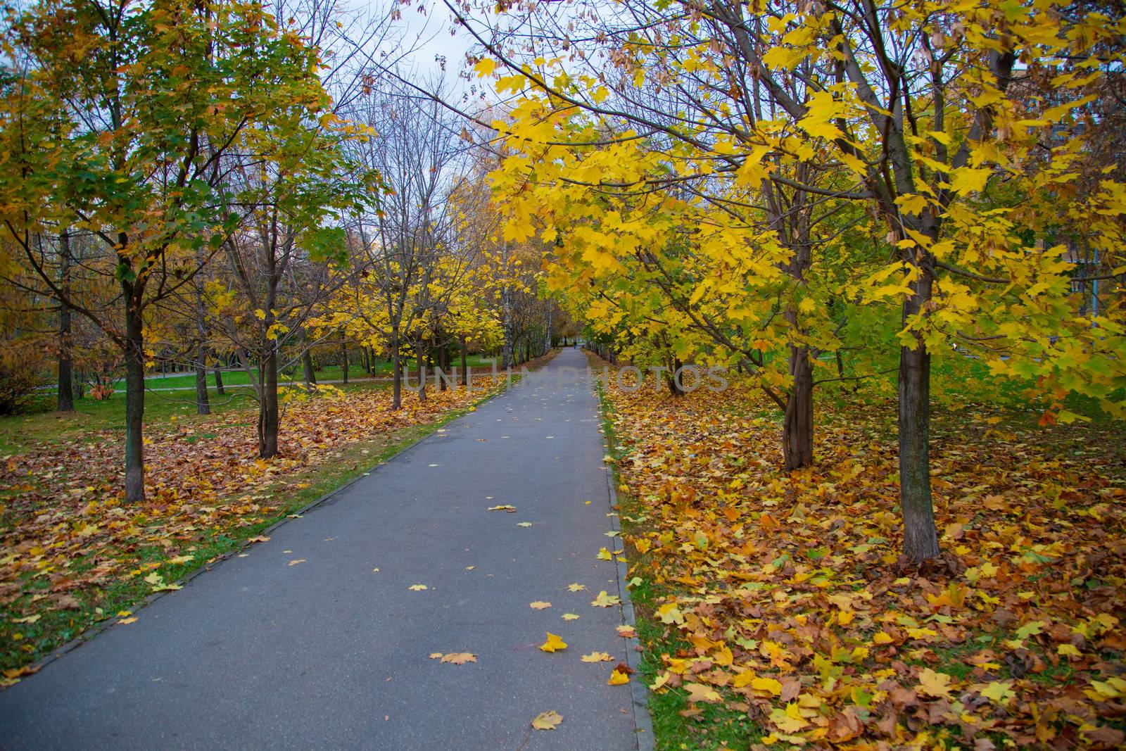 Road in the park in autumn amid fallen leaves by L86