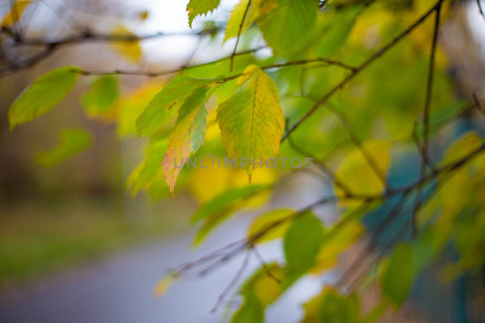 Autumn yellow green leaves on the background of the pond in October by L86
