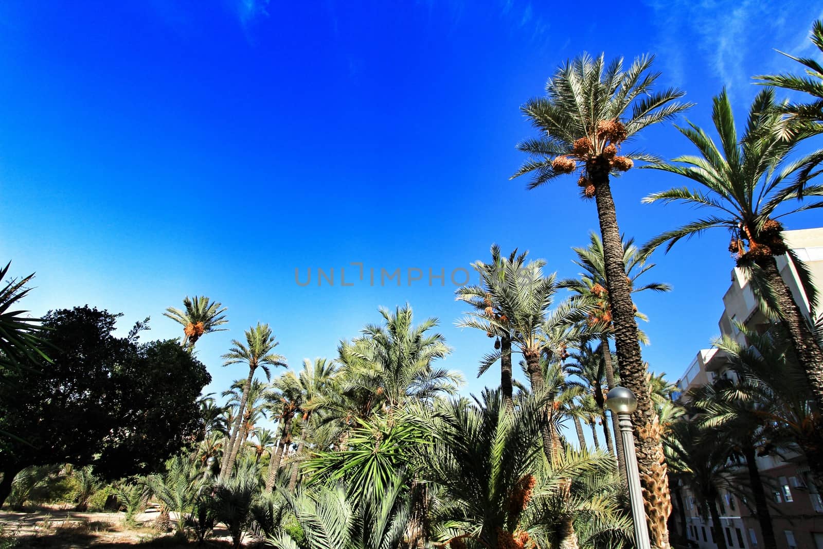Landscape and palm trees of the hillside of the Vinalopo River in Elche 