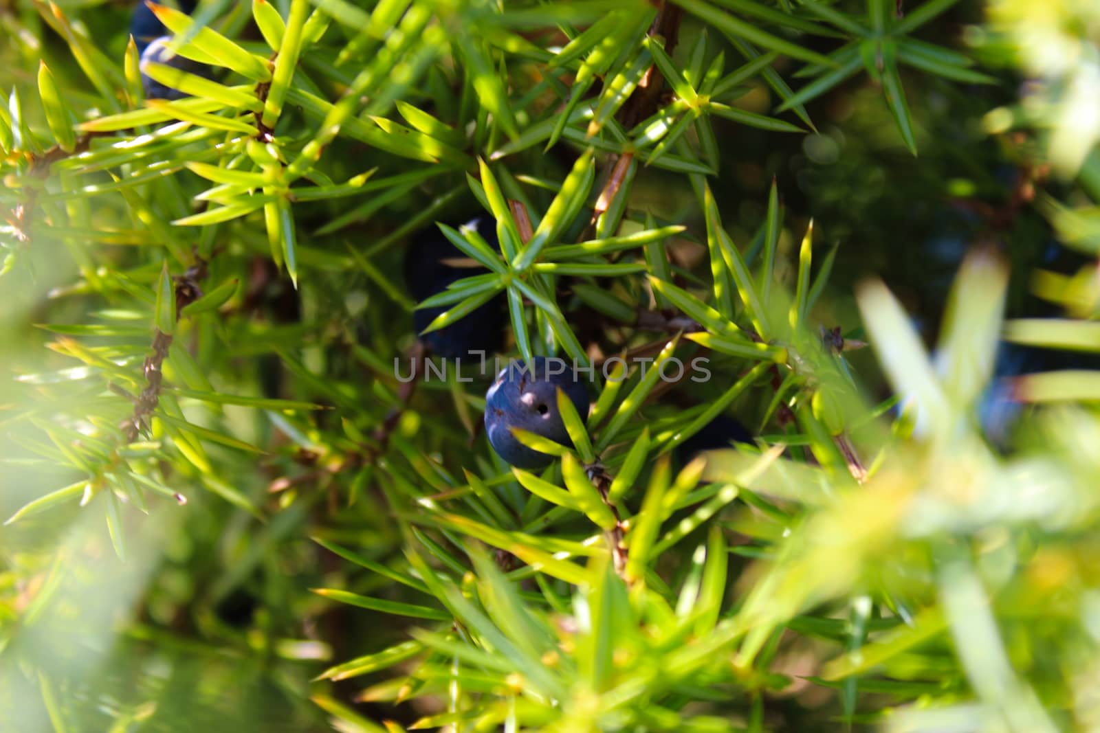 Blue Juniper berry on a tree among green needles. Juniperus communis fruit. by mahirrov
