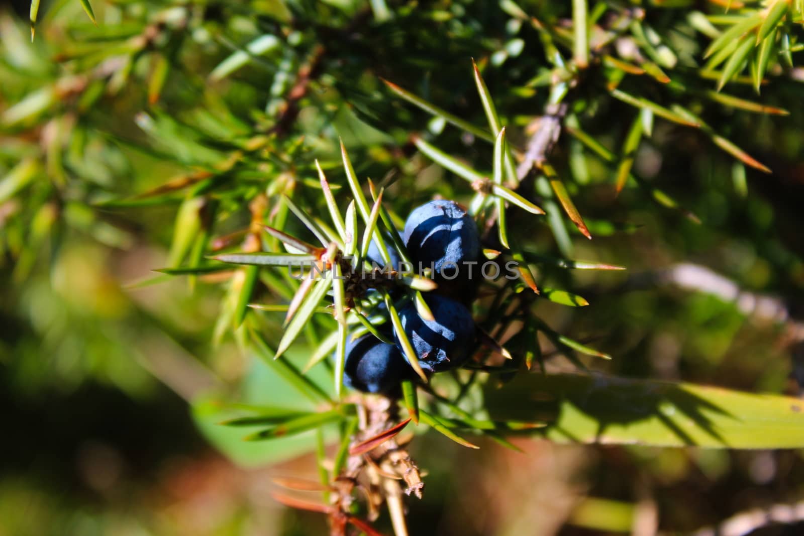 Blue juniper berries on a branch between green needles. Juniperus communis fruit. On the mountain Bjelasnica, Bosnia and Herzegovina.