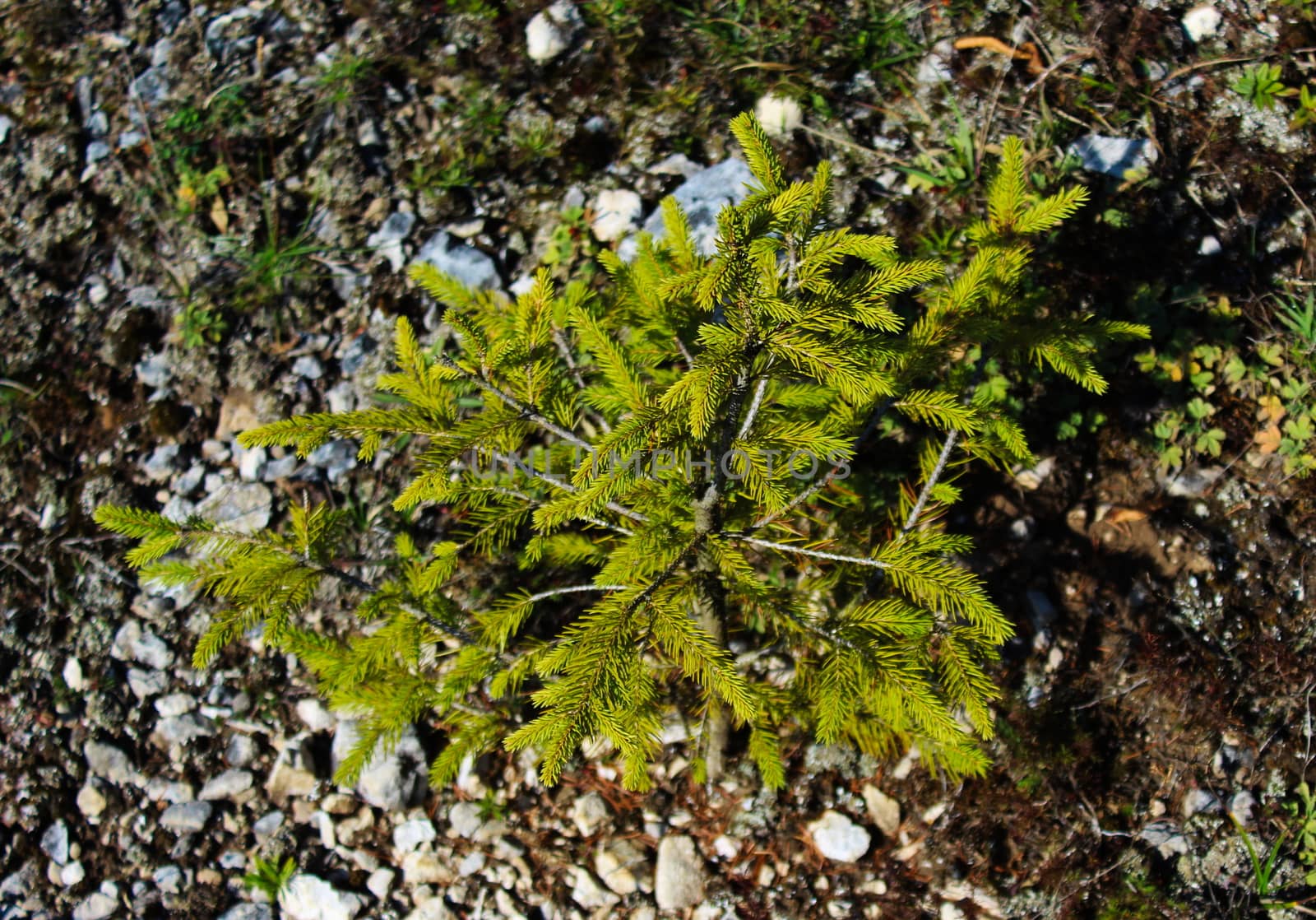 Pale green young fir on the mountain on poor soil with lots of stones. Bjelasnica Mountain, Bosnia and Herzegovina.