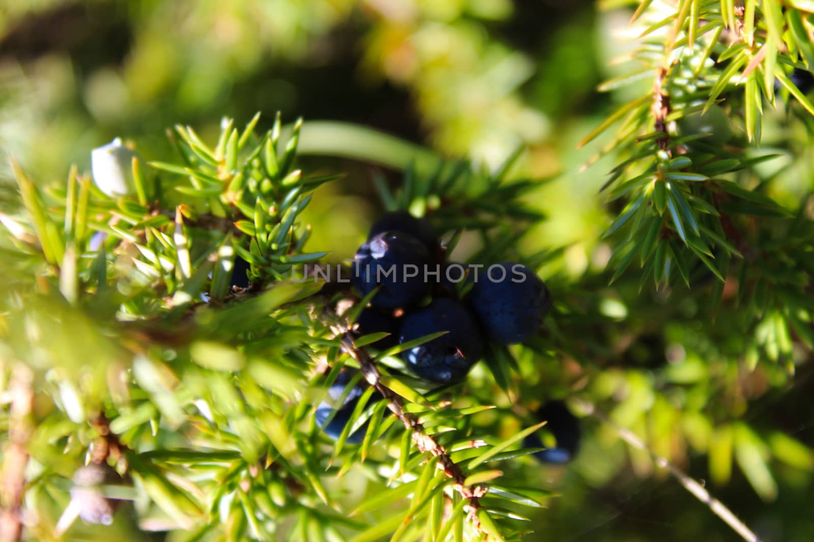 A group of ripe blue juniper berries on a branch between green needles. Juniperus communis fruit. by mahirrov
