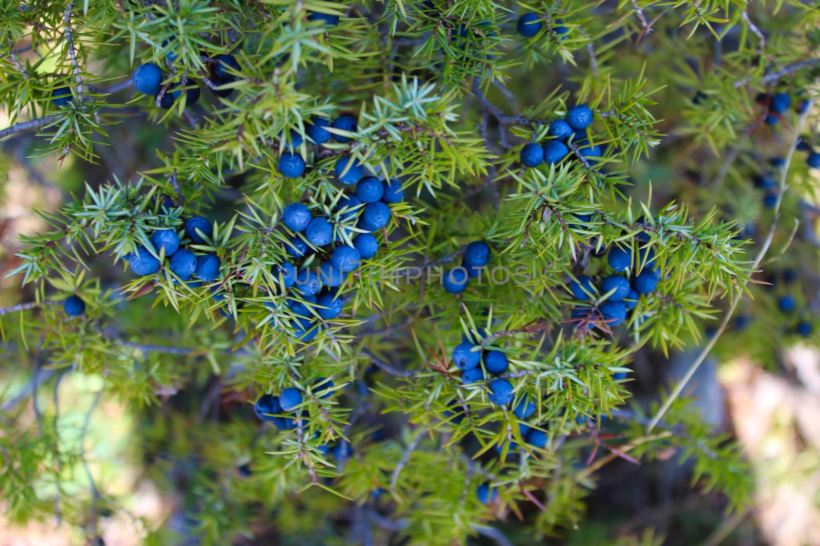 Lots of ripe navy blue juniper berries all over the branch between the green needles. Juniperus communis fruit. by mahirrov