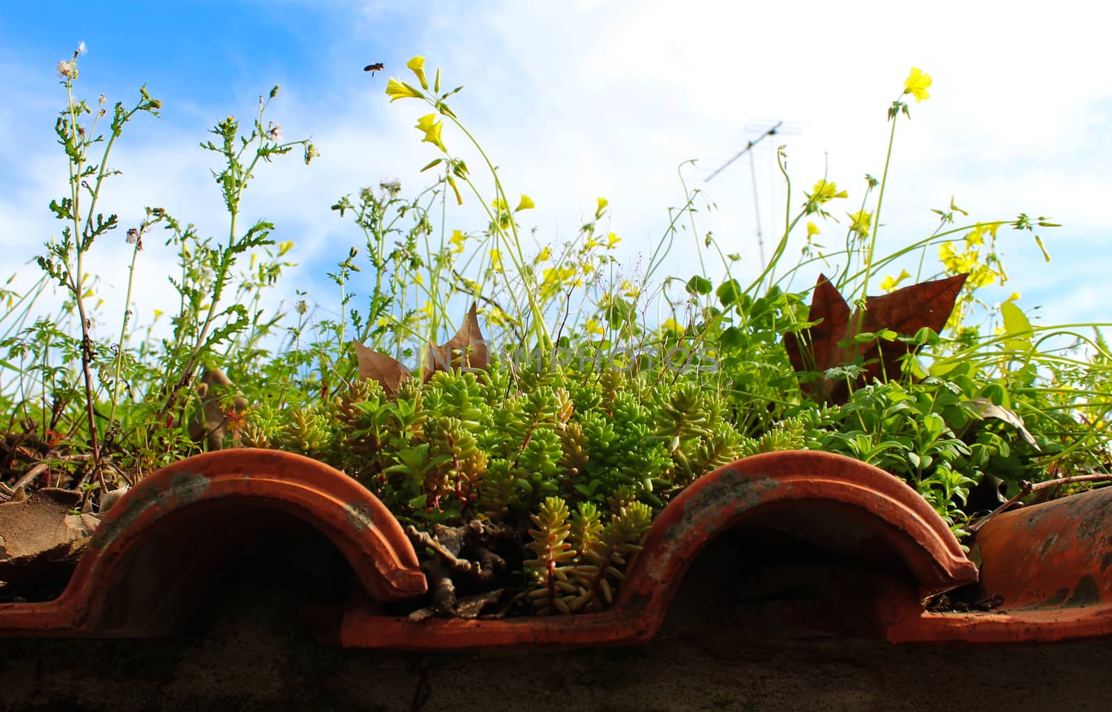 A beautiful photo of a powerful nature growing plants on an old roof. Dry leaves, old plant remains, green plants and yellow flowers, the bee goes towards the flower. The true beauty of nature.