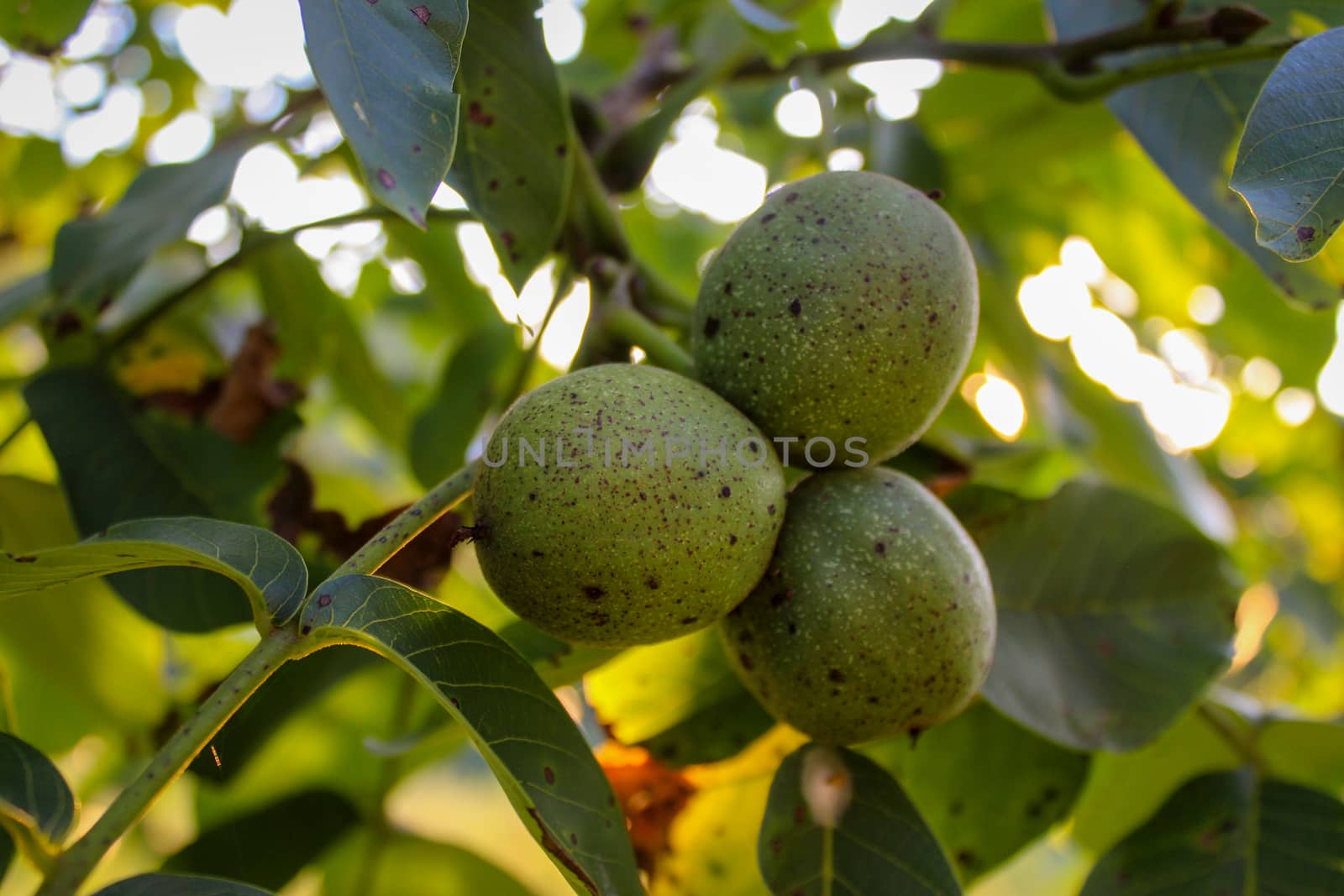 Green unripe walnuts on a branch. Three walnuts on a branch with a leaves in the background. Zavidovici, Bosnia and Herzegovina.