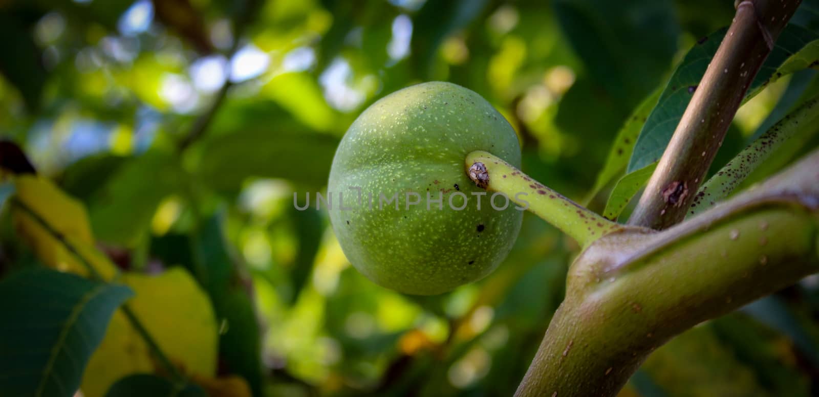 Banner of a green unripe walnut on a branch. Zavidovici, Bosnia and Herzegovina.