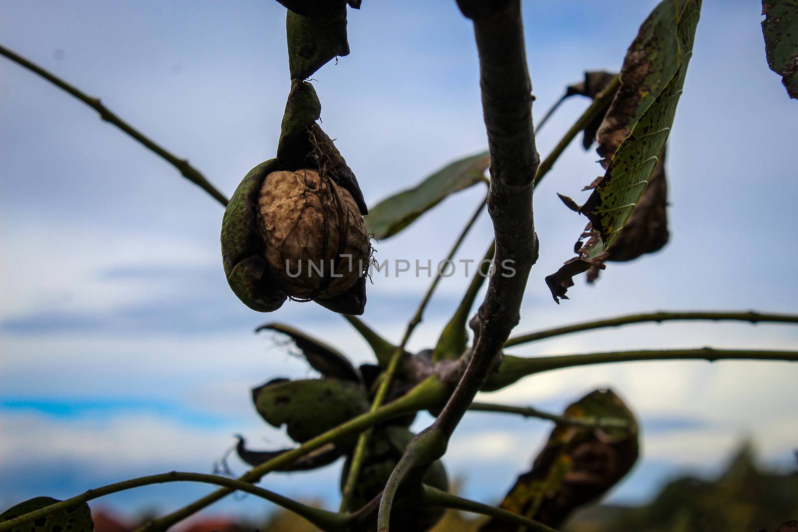 A walnut on a branch that almost came out of a green shell, in the background a cloudy sky. Zavidovici, Bosnia and Herzegovina.