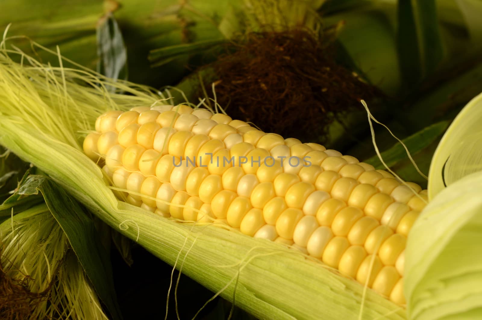 Several corn on the cobb with an ear being revealed to show the bright yellow vegetable underneath.
