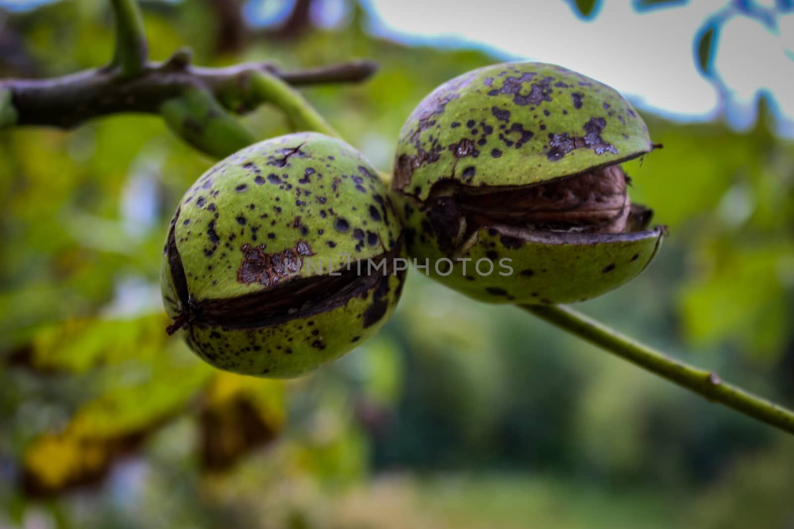 The green shells of the walnuts opened and two ripe walnuts protruded from them. Zavidovici, Bosnia and Herzegovina.