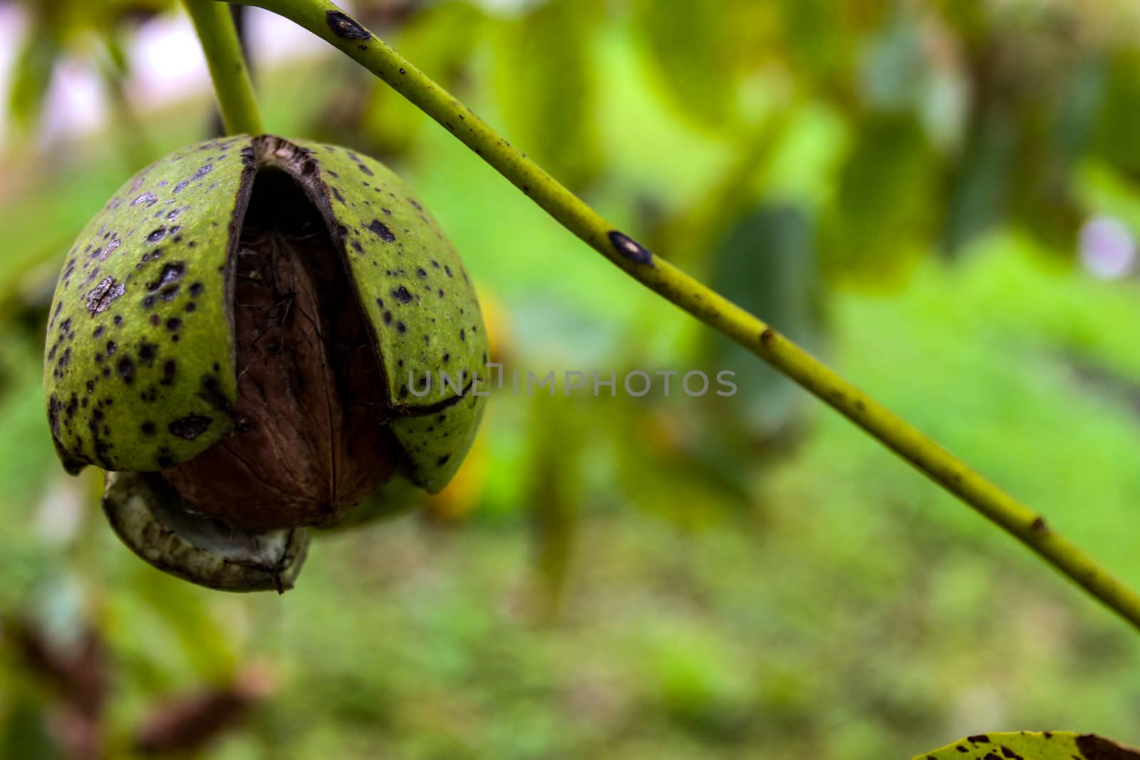 A ripe walnut protruding from a cracked green shell. Zavidovici, Bosnia and Herzegovina.