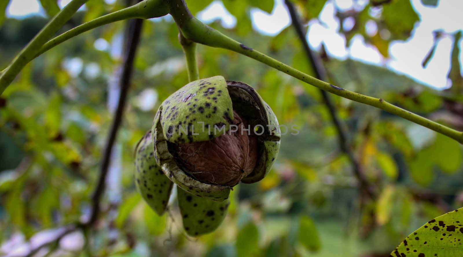 A cracked green shell from which a walnut can be seen. Walnut banner on the branches. Zavidovici, Bosnia and Herzegovina.