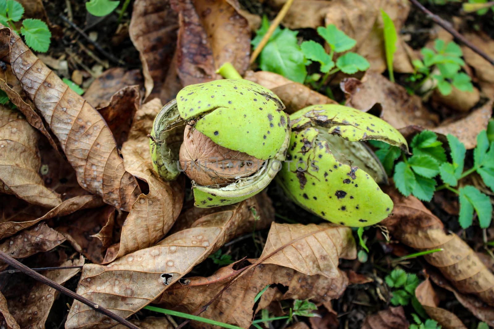 Photograph of a walnut fruit in a green shell on the ground where there is plenty of leaves and grass. Zavidovici, Bosnia and Herzegovina.