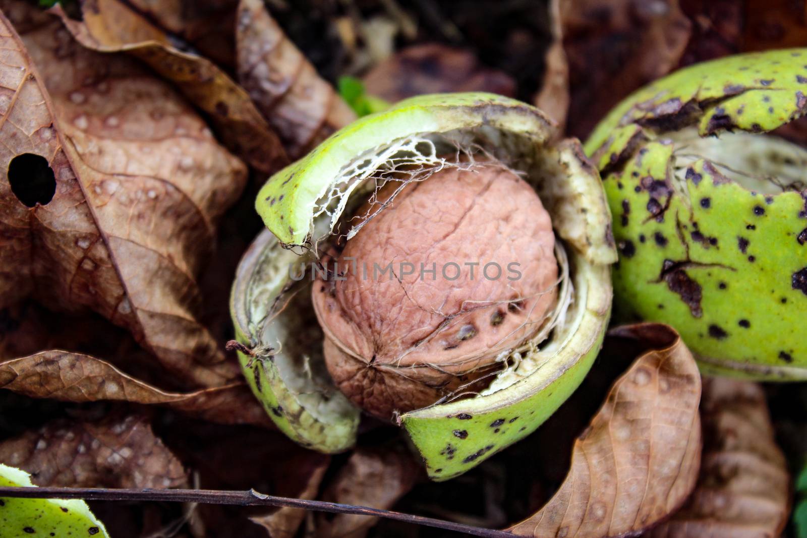 Ripe walnut fruit. A photograph of a walnut inside a cracked green shell. Beneath the walnuts are dry leaves and green grass. by mahirrov