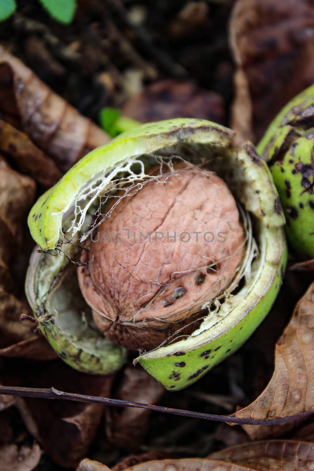 A ripe walnut with an open shell fell to the floor among the dried leaves. Vertical image. Zavidovici, Bosnia and Herzegovina.