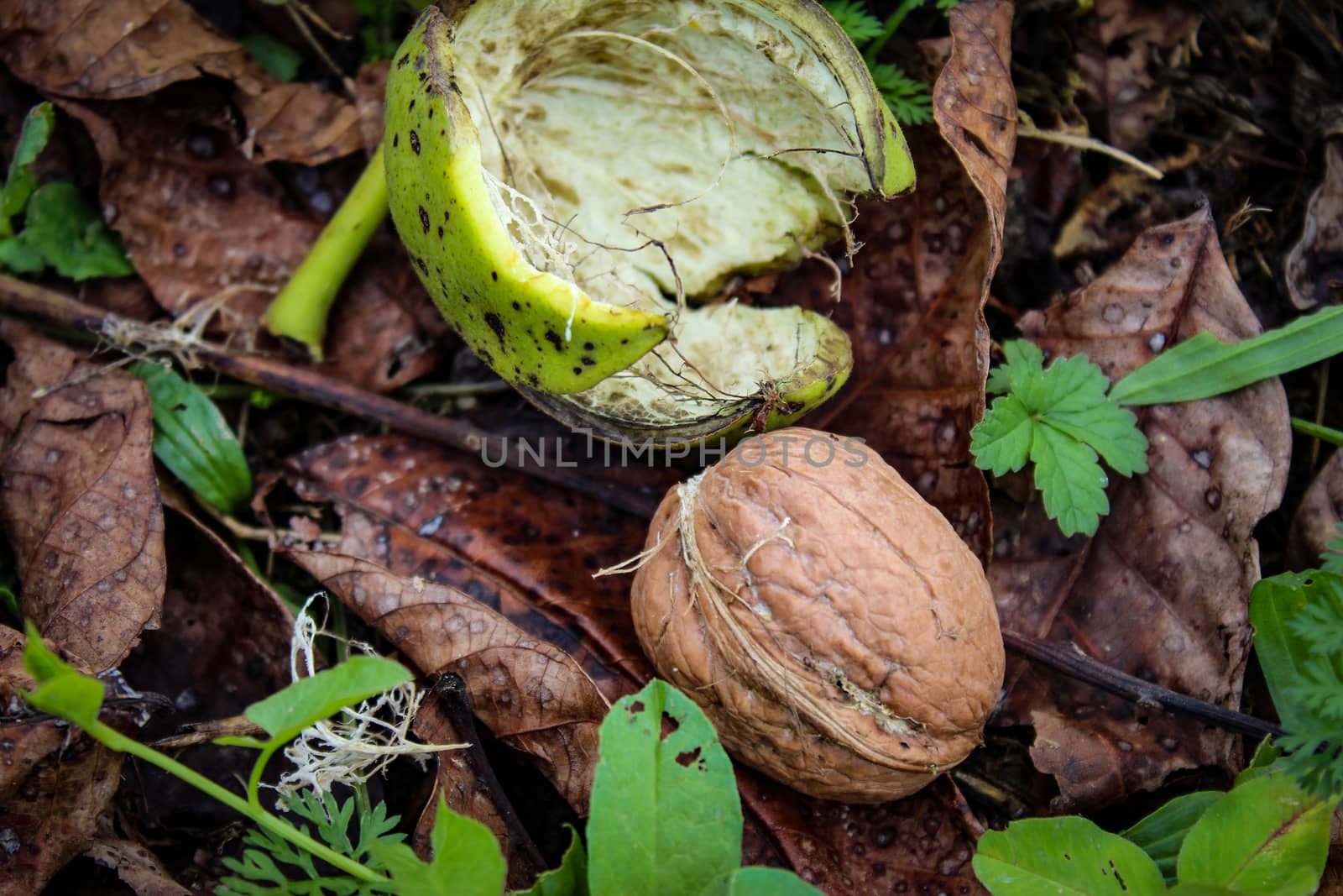 Close up of a mature walnut tree fell and knocked out of the green shell on the ground, among the dry leaves. Zavidovici, Bosnia and Herzegovina.