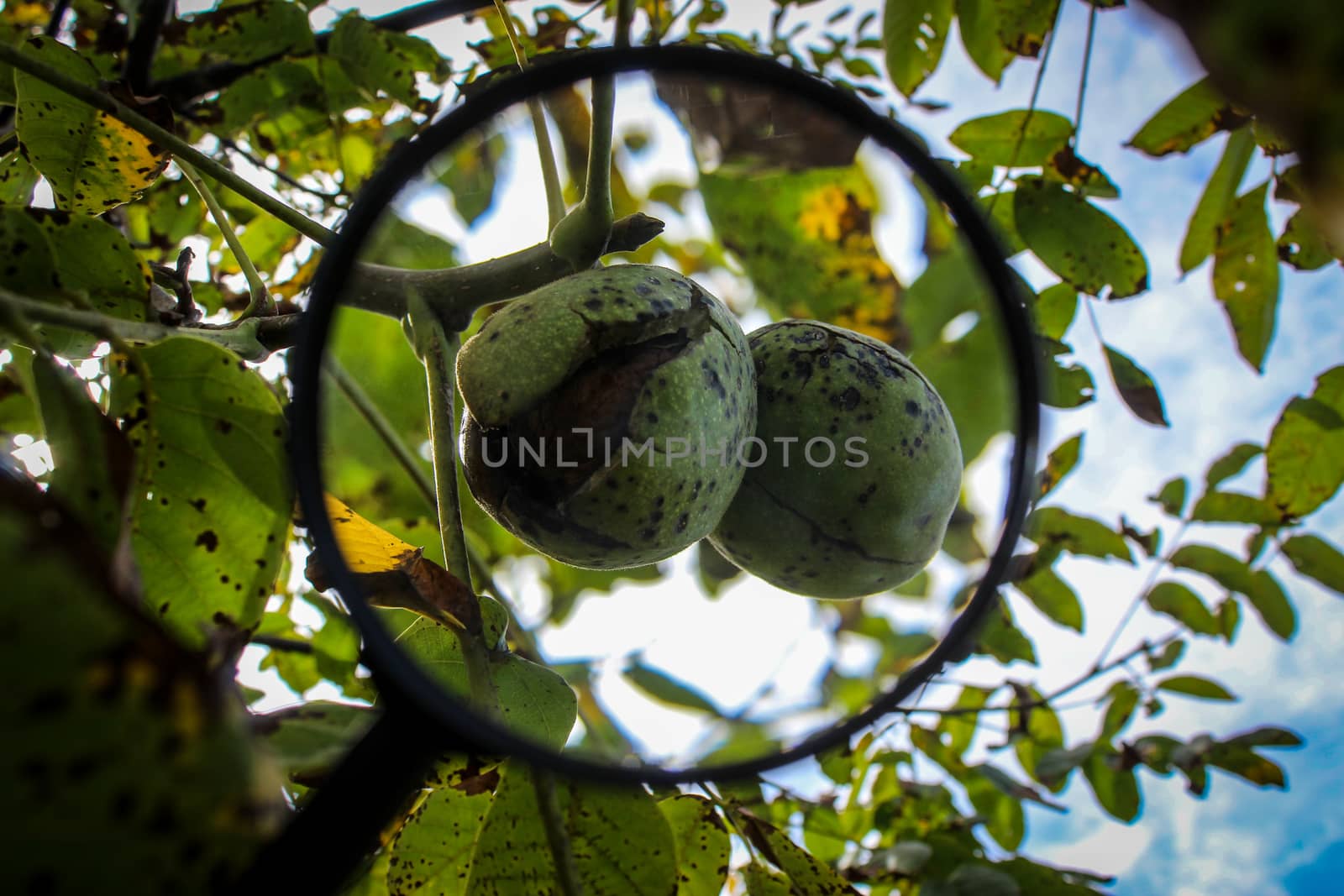 Walnut fruit enlarged with a magnifying glass. Ripe walnut inside a cracked green shell on a branch with the sky in the background. Zavidovici, Bosnia and Herzegovina.